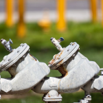 pexels-photo-16138946