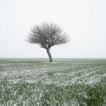 pexels-photo-29989211